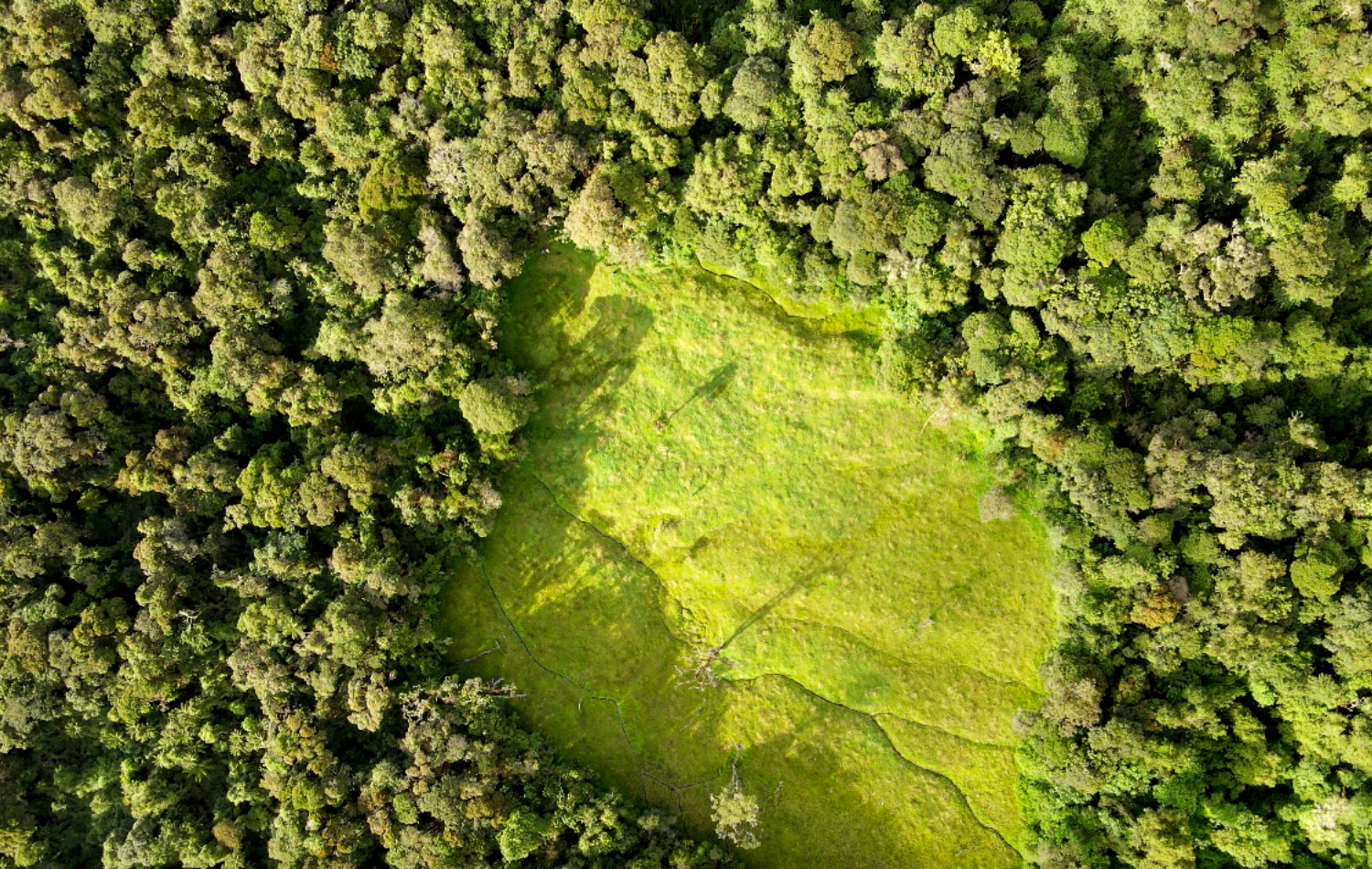 ILINCHO BOSQUE