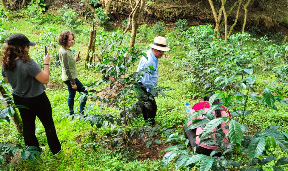 Organización de Caficultores del Barrio La Papaya (Saraguro)